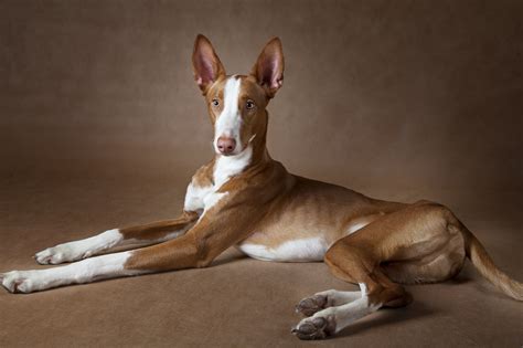 Podenco Ibicenco 